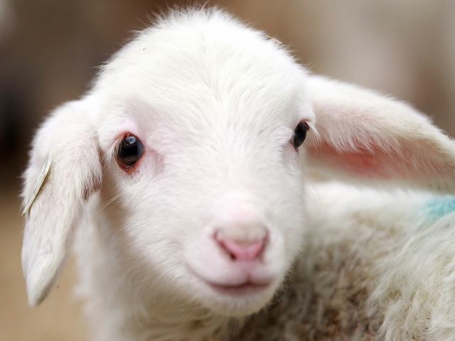 Овцы и бараны в Симе | ЗооТом портал о животных