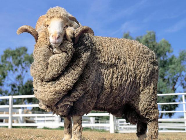 Породы овец в Симе | ЗооТом портал о животных
