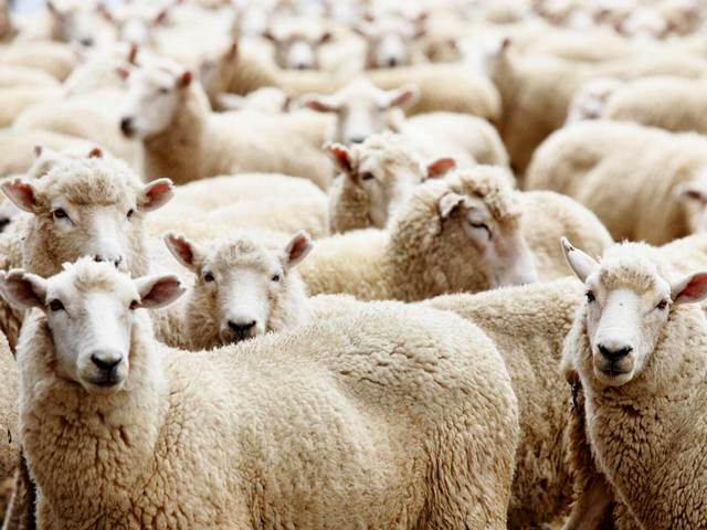 Породы овец в Симе | ЗооТом портал о животных