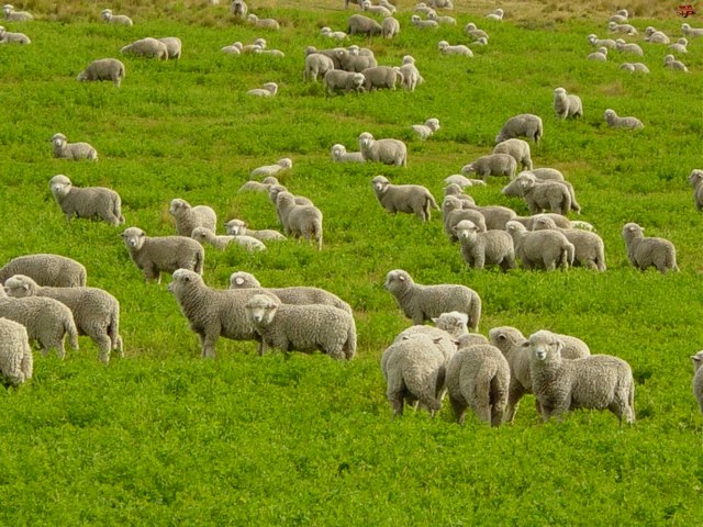 Содержание овец и уход за ними в Симе | ЗооТом портал о животных
