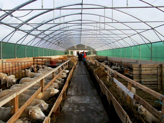Содержание овец и уход за ними в Симе | ЗооТом портал о животных