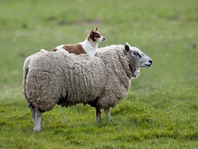 Все об овцах в Симе | ЗооТом портал о животных