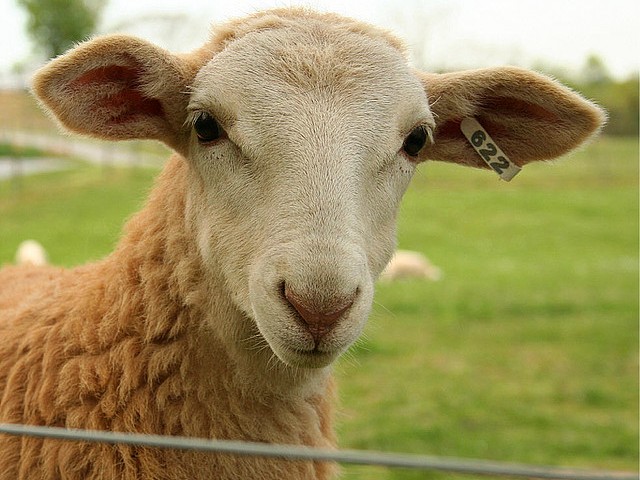 Статьи об овцах в Симе | ЗооТом портал о животных