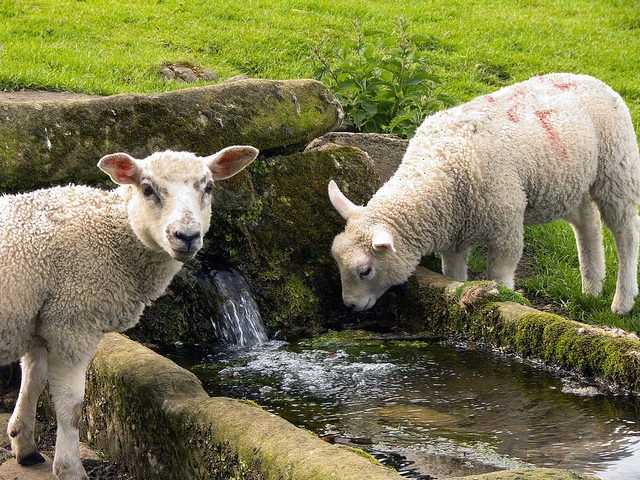 Статьи об овцах в Симе | ЗооТом портал о животных