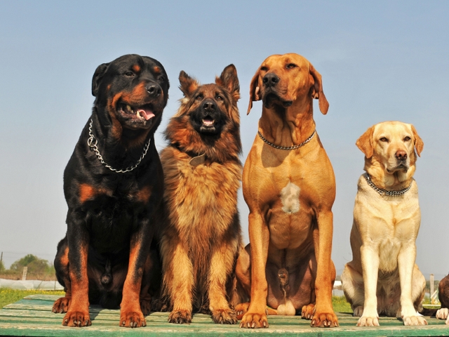 Крупные породы собак в Симе | ЗооТом портал о животных