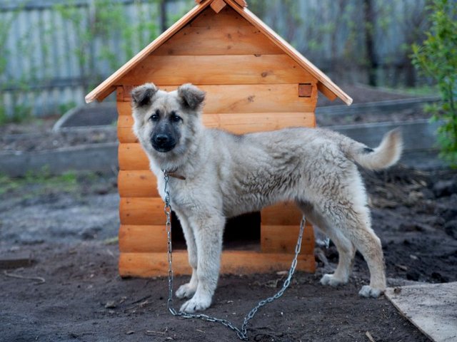 Все о собаках в Симе