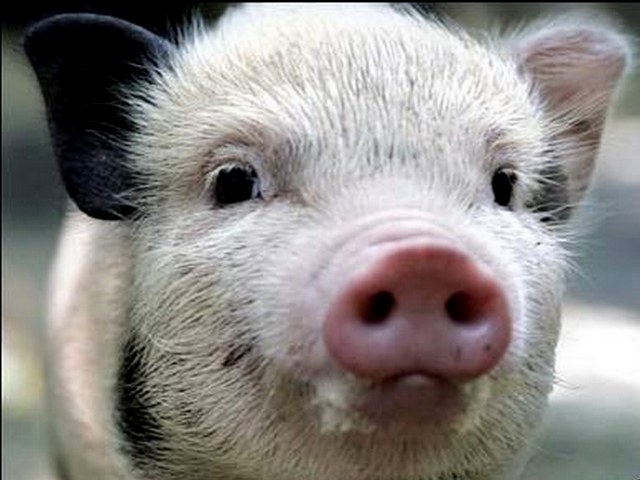Породы свиней в Симе | ЗооТом портал о животных