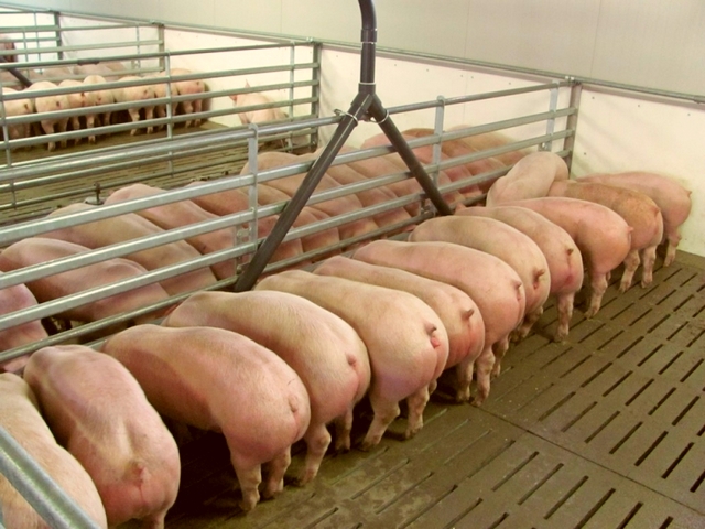 Содержание свиней и уход за ними в Симе | ЗооТом портал о животных