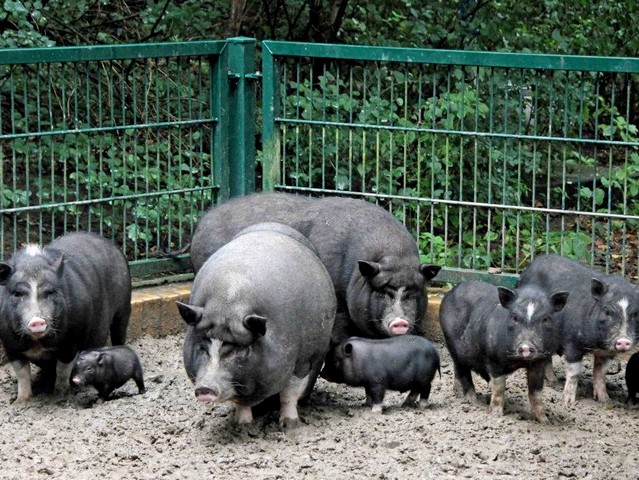 Содержание свиней и уход за ними в Симе | ЗооТом портал о животных