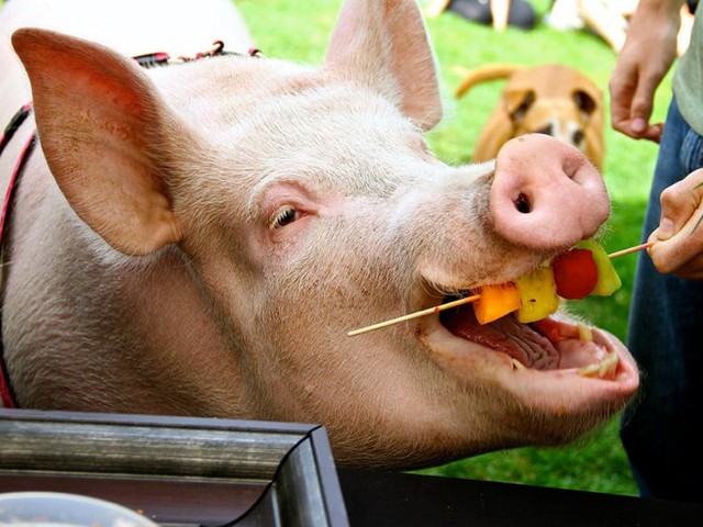 Статьи о свиньях в Симе | ЗооТом портал о животных