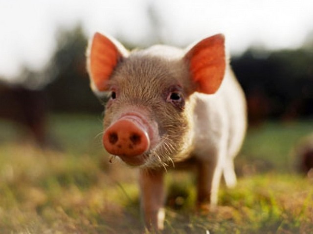 Все о свиньях в Симе | ЗооТом портал о животных