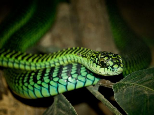 Породы змей в Симе | ЗооТом портал о животных