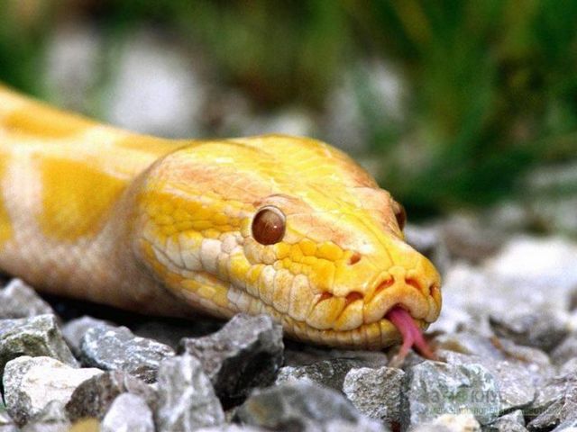 Породы змей в Симе | ЗооТом портал о животных