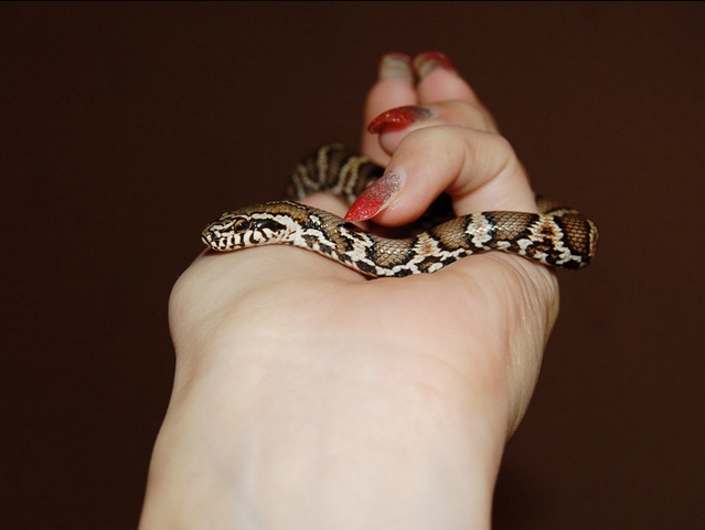 Содержание змей и уход за ними в Симе | ЗооТом портал о животных