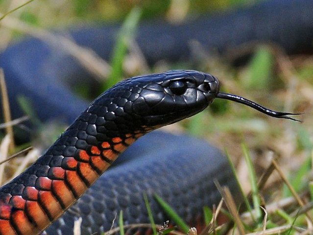 Все о змеях в Симе | ЗооТом портал о животных